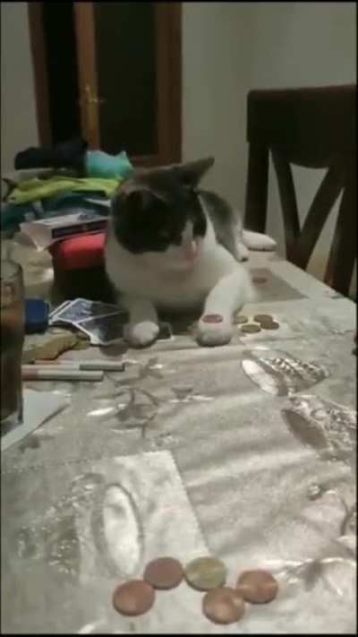 Teaching your cat to collect the tax quickly.