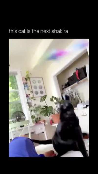 Cat.