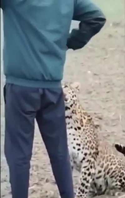 An indian local farmer taking selfie with leopard