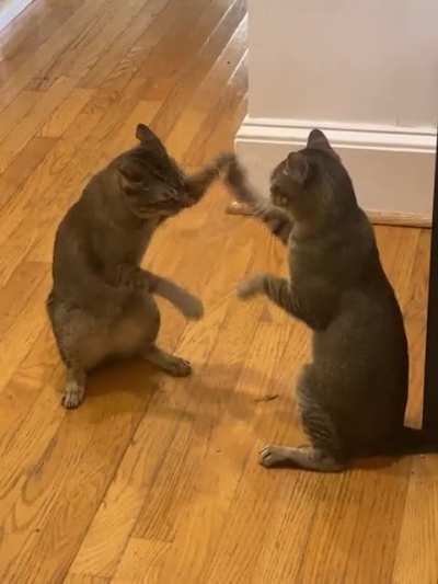 &hellip;..are my cats broken?