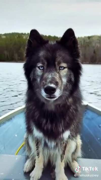 The goodest boy !