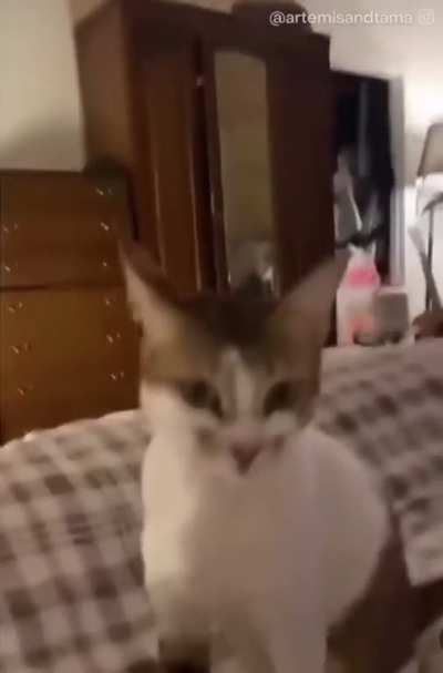 When you say your cat&rsquo;s favorite word