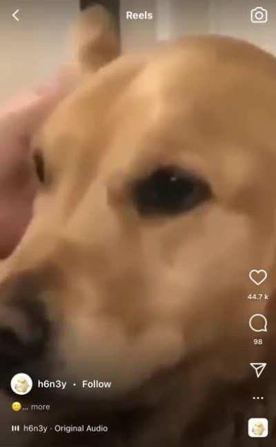Golden scream