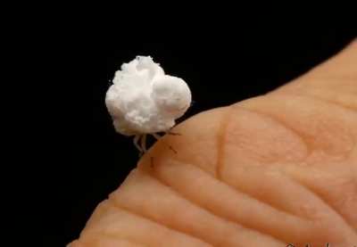 The so-called "walking popcorn bug" is actually a flatid planthopper nymph covered with a protective layer of waxy white filament, like a cottony cushion. Planthoppers are known for jumping away at very high speeds when they are startled or when they reac