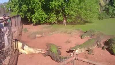 Alligator bite off and eats other alligator’s foot