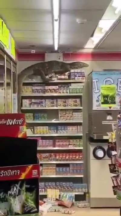 A Monitor Lizard at grocery shop in Nakhon Pathom, Thailand.