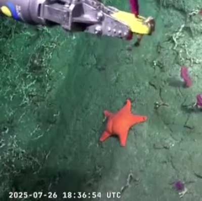 Impresionantes imágenes del cañón submarino de Mar del Plata