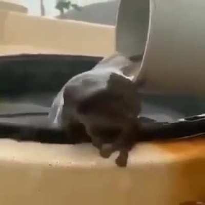What Apu does IRL