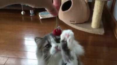 "As Gentle as a Cat Touching a Cherry"