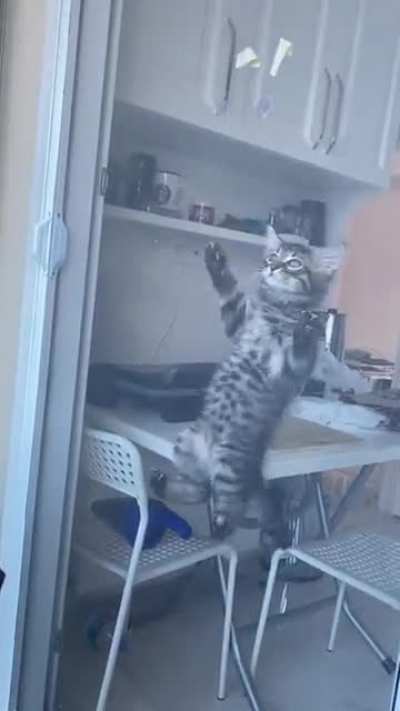 Cat spec ops. (K&Ouml;H)