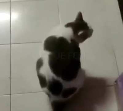Otro Top 5 Gatos mas EPICOS de la Historia