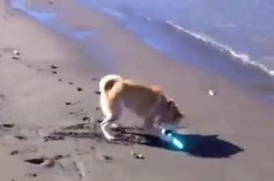 Doge soon 🤣🤣