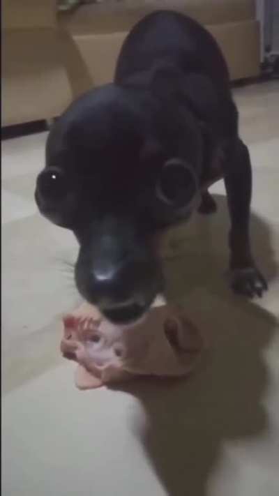 jumpscaredog