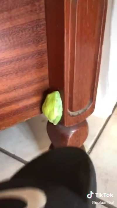confundiu adesivo com sapo, cra &eacute; cego q nem macaco lol,