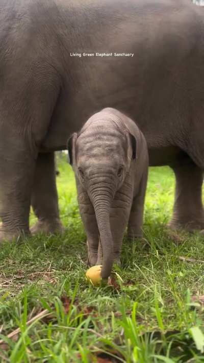 Baby elephant wants fruit, but struggles
