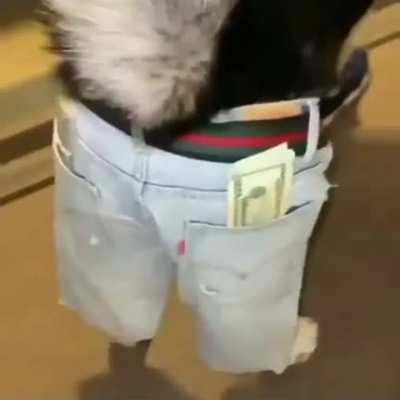 dog has so much drip he needs to stand on a coaster