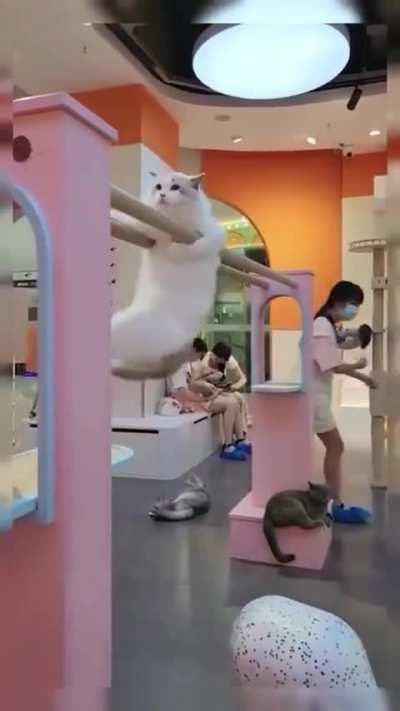 E essa olimp&iacute;adas de gatos? 