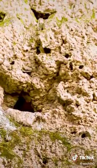 Camouflaged rocks are dangerous to birds&hellip;
