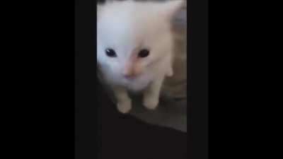 HERBERT