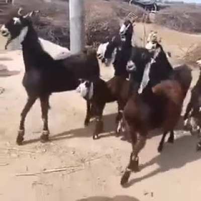 When it&rsquo;s CL away day and IG admin posts a video of squad walking through the city