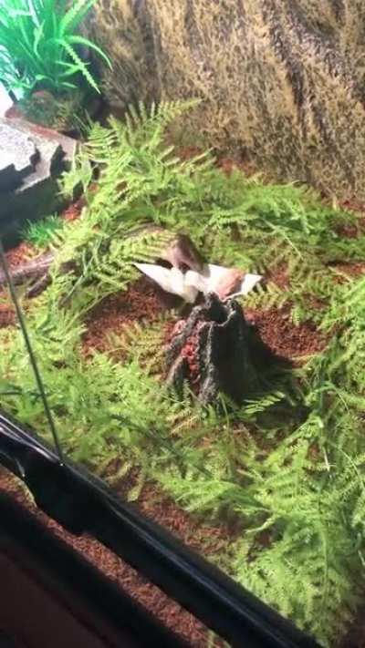 Yhormie attacks his napkins after he eats sometimes