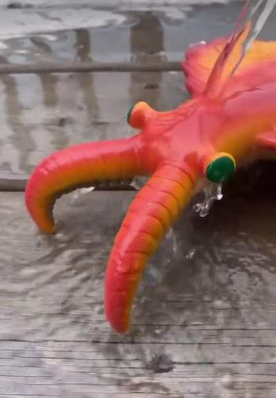 Thirsty Shrimp