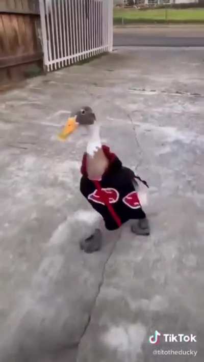 O maior rival do ganso de Sapucaia