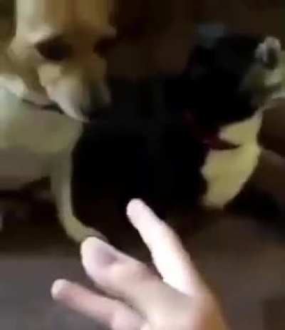 Okuyasu trying to pet a dog