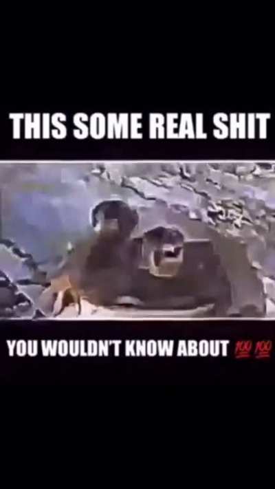 Phrog