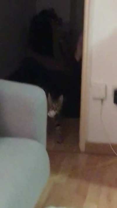 I think they lied when they said it’s a cat. This is not a cat.
