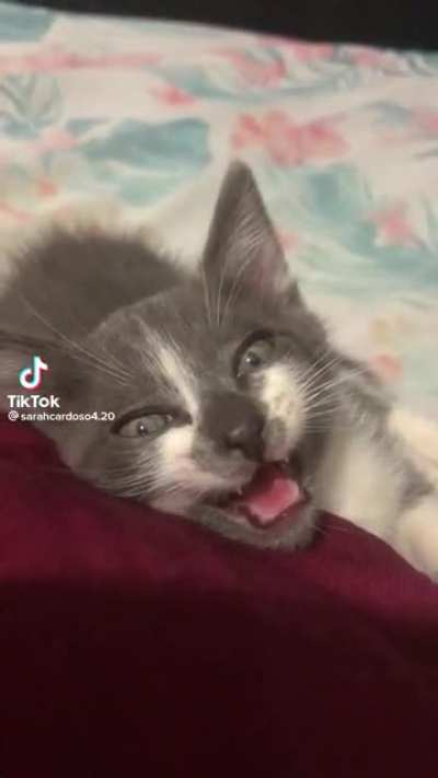 I can roar