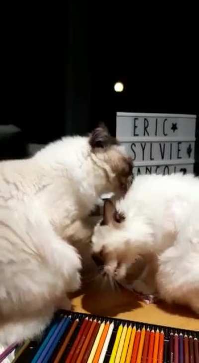 Licking battle