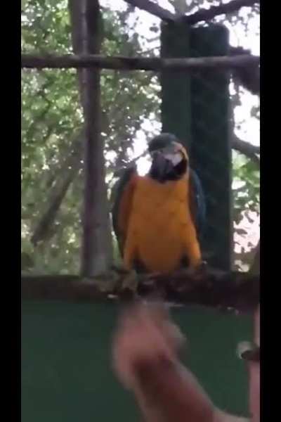 Dei &aacute;gua que passarinho n&atilde;o bebe para uma arara e olha no que deu