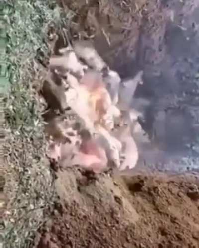 经典回顾之焚烧生猪 很喜欢网友的一句话：勿忘国耻，当年日本侵略者就是这样对待我们的