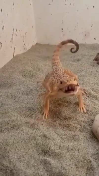 Roarrrrr. Who can beat me. Hahahah 😍😍😍