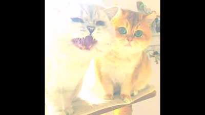 Human: Food Consumption Time. Cat: AAAAAAAAAA