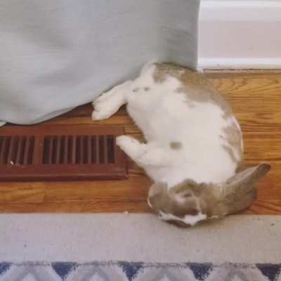 Aaaaaannnddd flop!