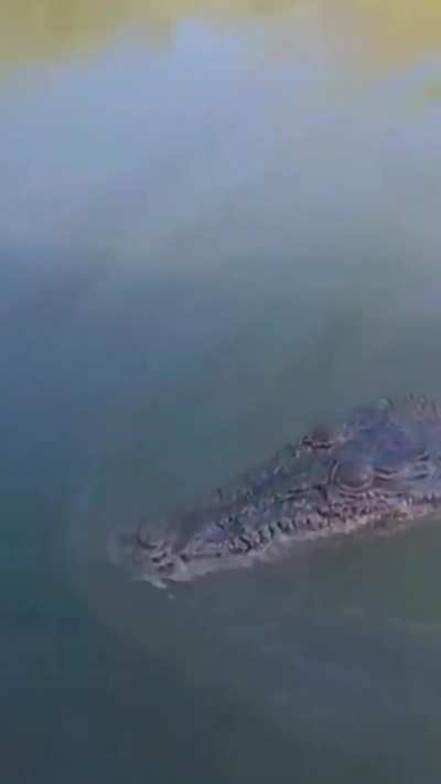 Average Sarcosuchus the second you start swimming