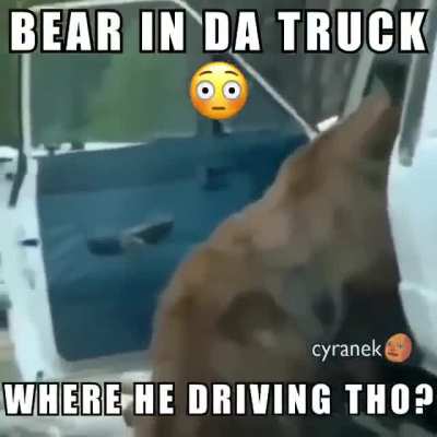 Bear in da truck