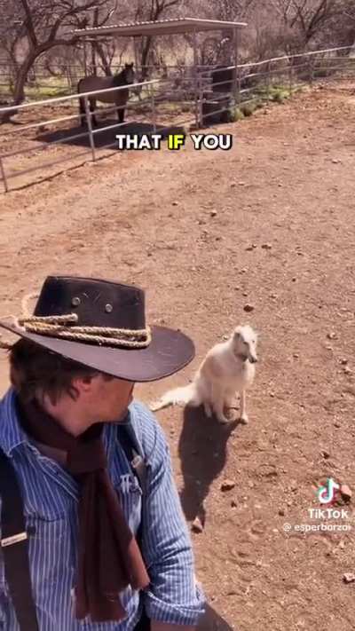 Dog 