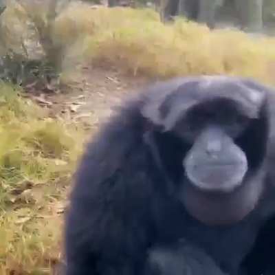 Anyone knows this monkey's name ?
