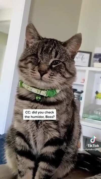 MOB BOSS KITTY
