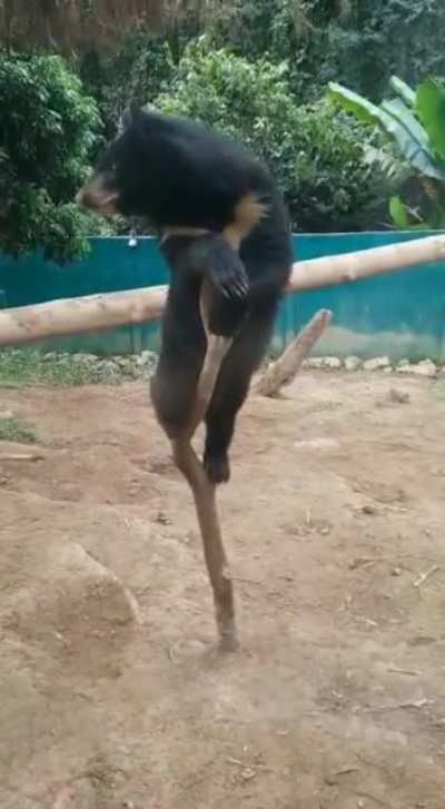 "Don't mind those derps behind me. Look at what I can do!" - Roberta at the Free the Bears Wildlife Sanctuary in Laos.