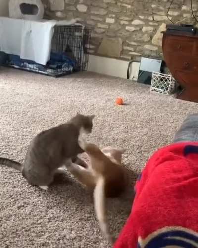 Does cat fighting count too?