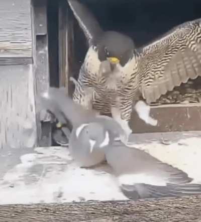 Pigeon walks into the wrong nest