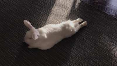 Cooper has taken to wagging his tail when flopped sometimes! Has anyone else seen this before? Every article I’ve seen says wagging = annoyed, but that doesn’t seem to match the rest of his body language.