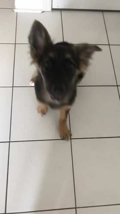 We think she&rsquo;s a German Shepard/Collie mix! What do you think?