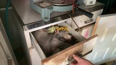 Fianc&eacute; found a drawer full of possums in our shed today