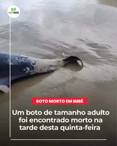 Os botos e animais marinhos do litoral norte do RS est&atilde;o morrendo.