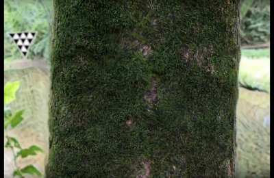 This tree moss is actin&rsquo; fucky 🥴